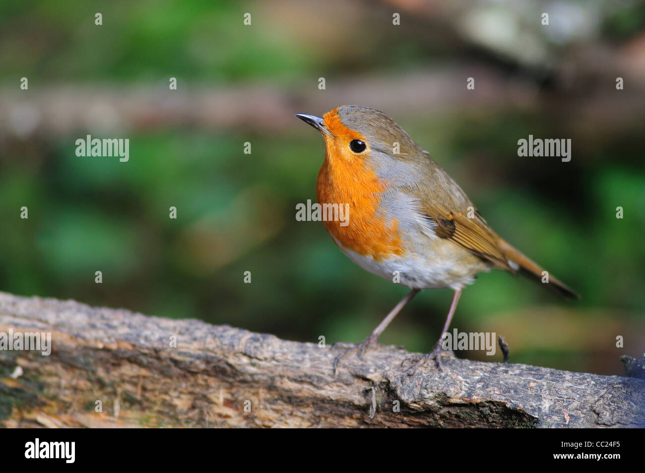 A single redbreasted robin looking inquisitive UK Stock Photo Alamy