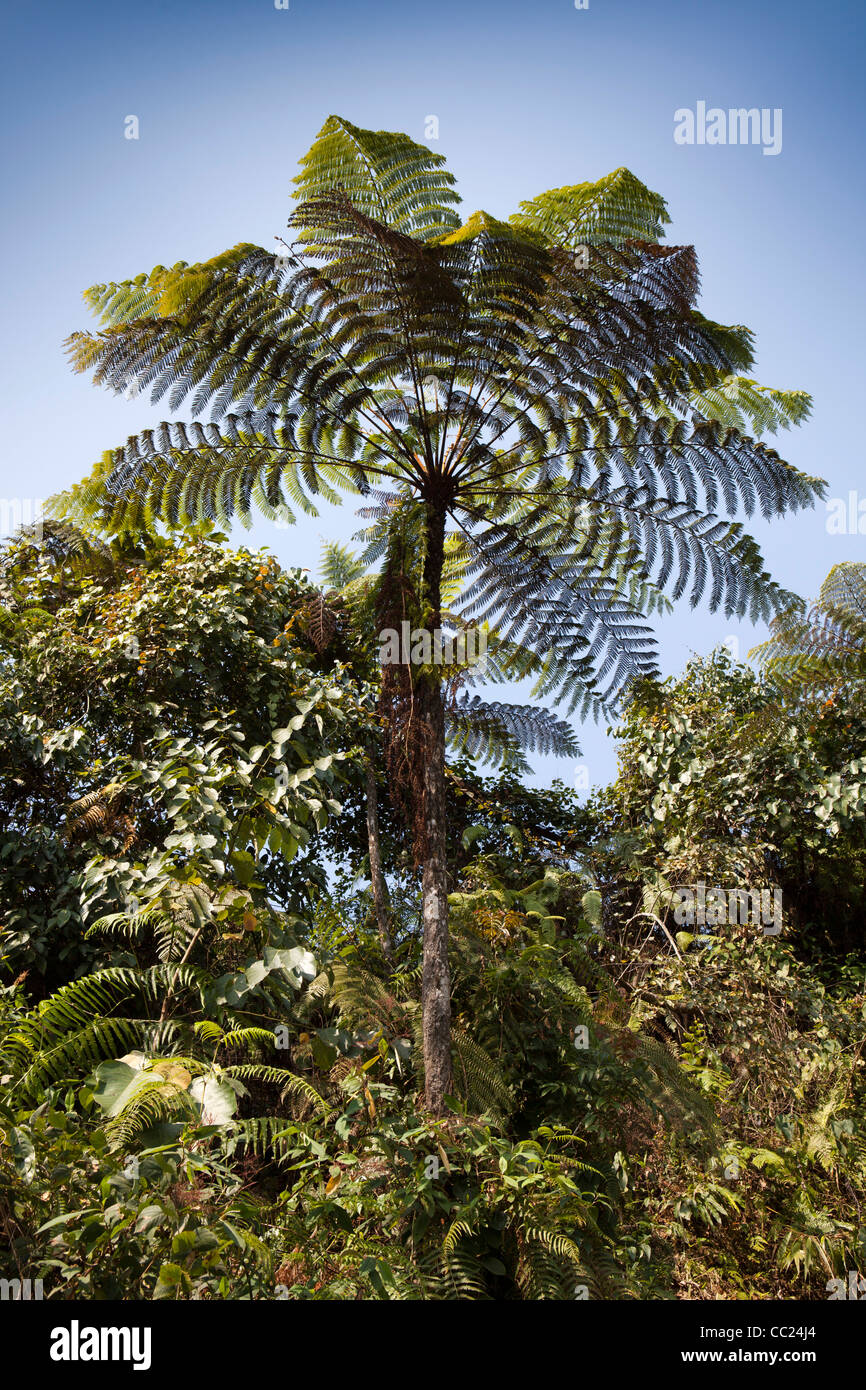 Alsophila spinulosa cyathea spinulosa hires stock photography and