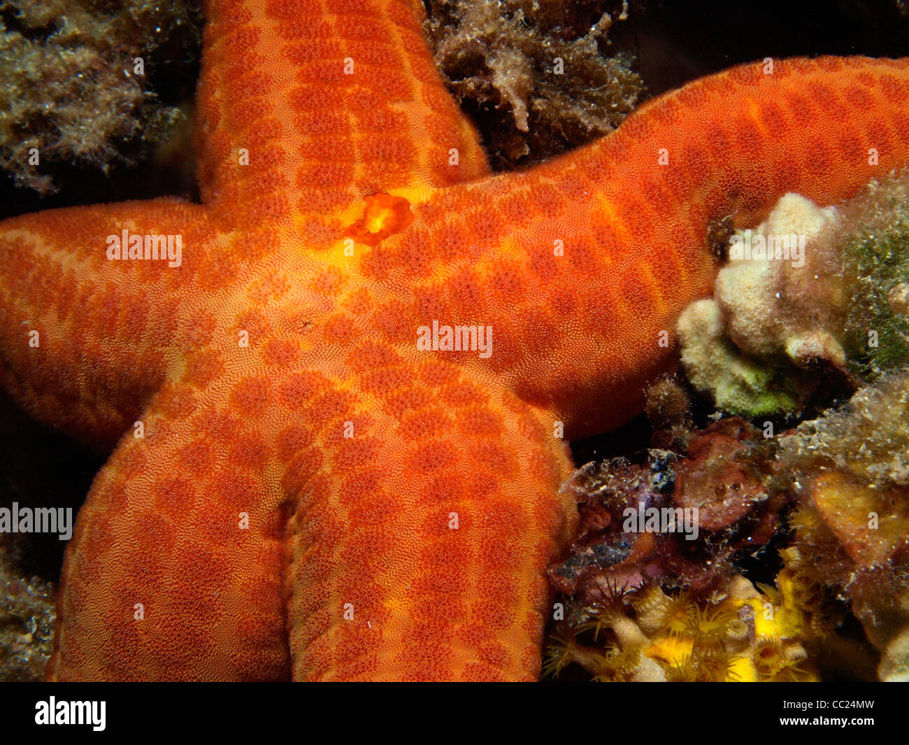 Deep water starfish hires stock photography and images Alamy