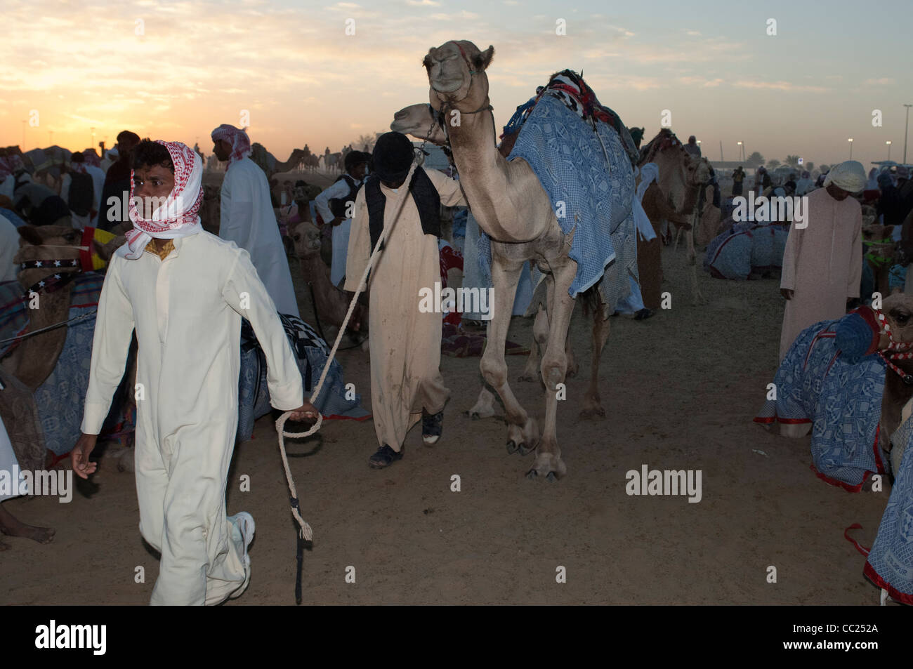 Camels assembled before their turn to race. Camel racing in Dubai. 20/11/2010 Stock Photo