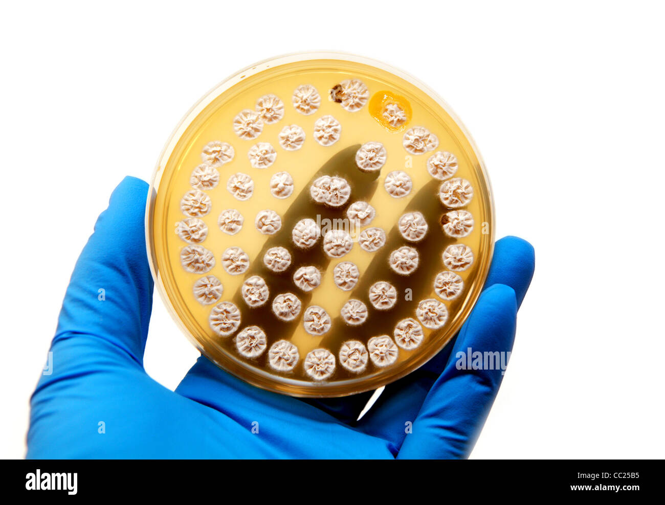microbiological plate with fungi on white background Stock Photo