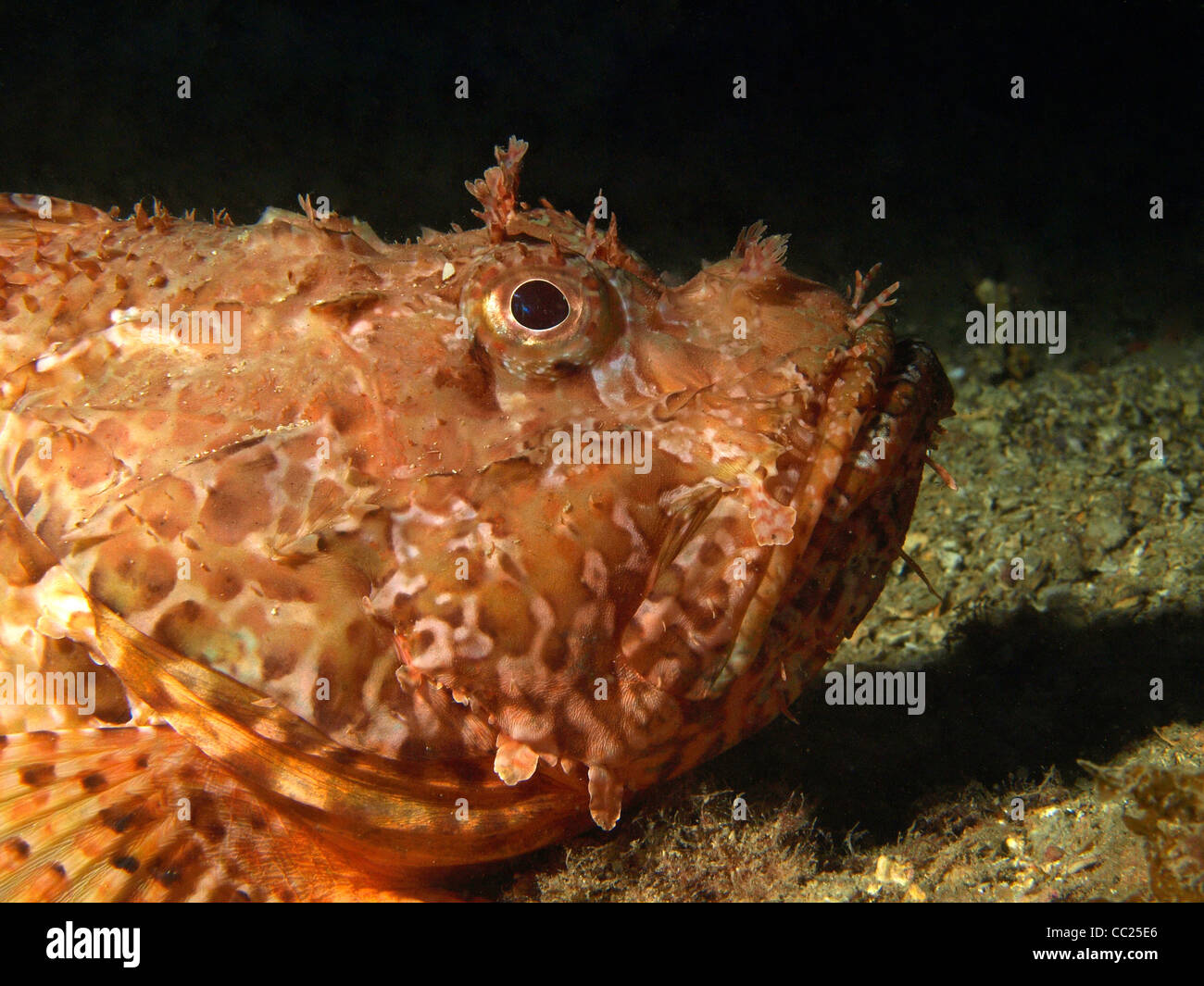 Scrfna Fish scorpaena scrofa on the bottom of the mediterranean Stock Photo - Alamy