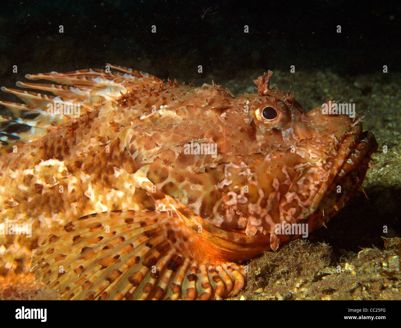 Scrfna Fish scorpaena scrofa on the bottom of the mediterranean Stock Photo - Alamy