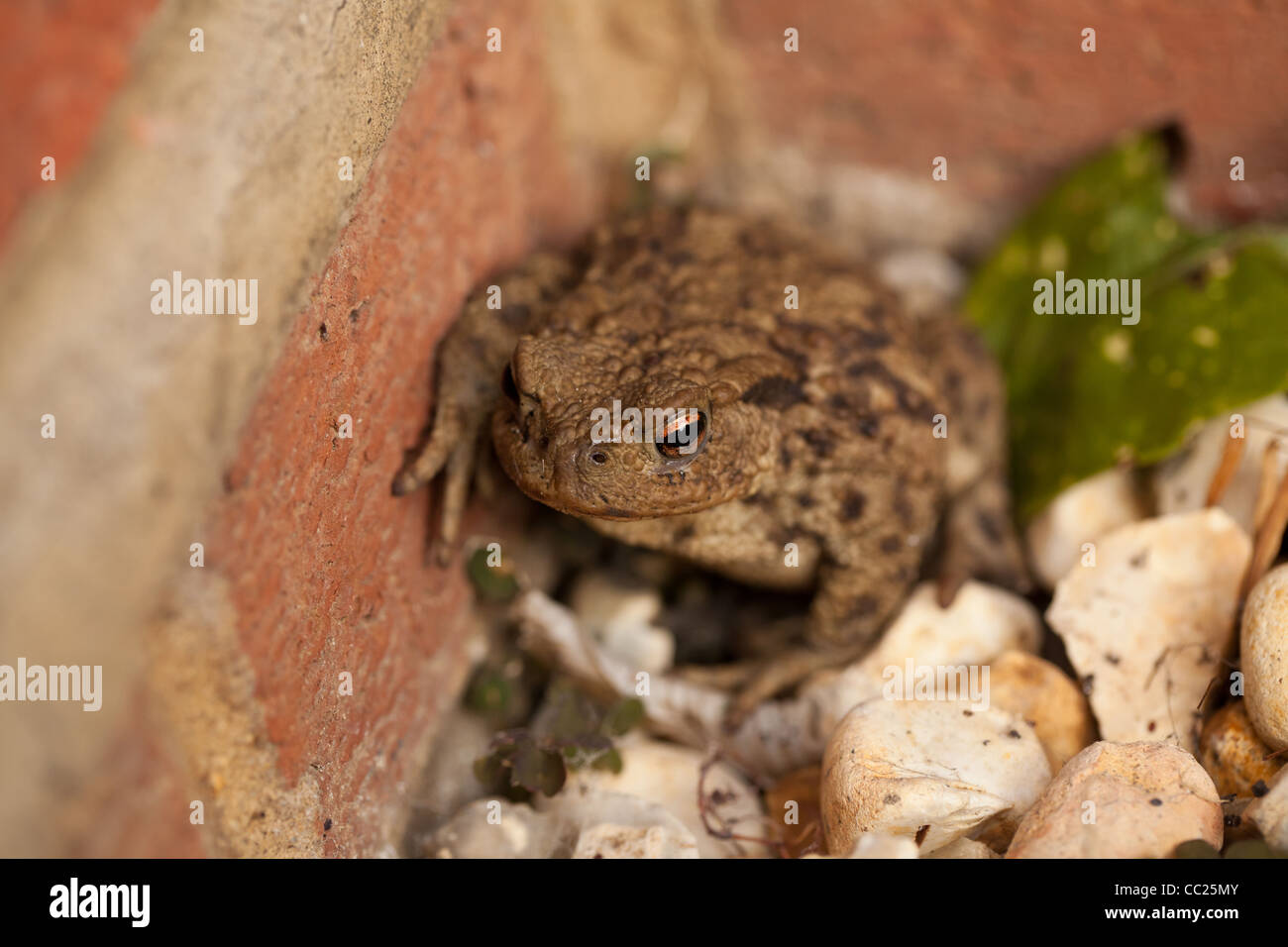 Brown Common Toad (Bufo bufo) in an English garden, Norfolk, UK Stock Photo