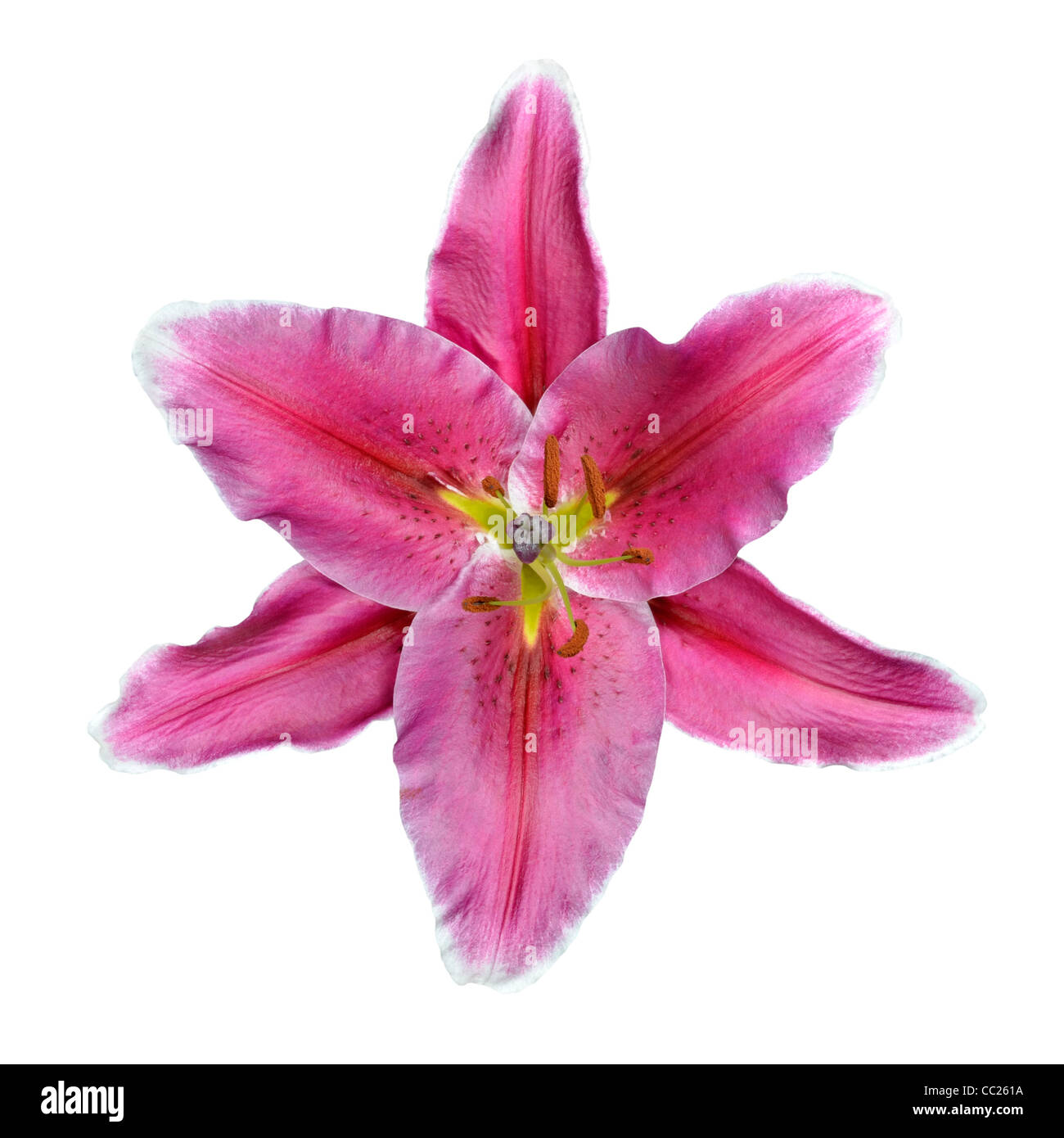 Perfect Pink Lily Flower opened with Green Stems Isolated on White ...