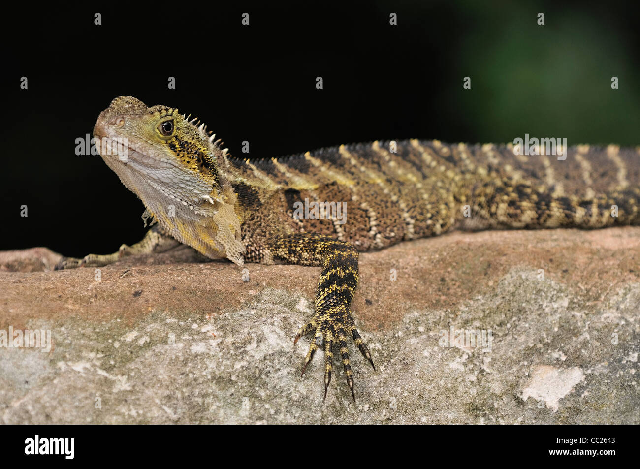eastern water dragon, lizard, Queensland, Australia Stock Photo Alamy