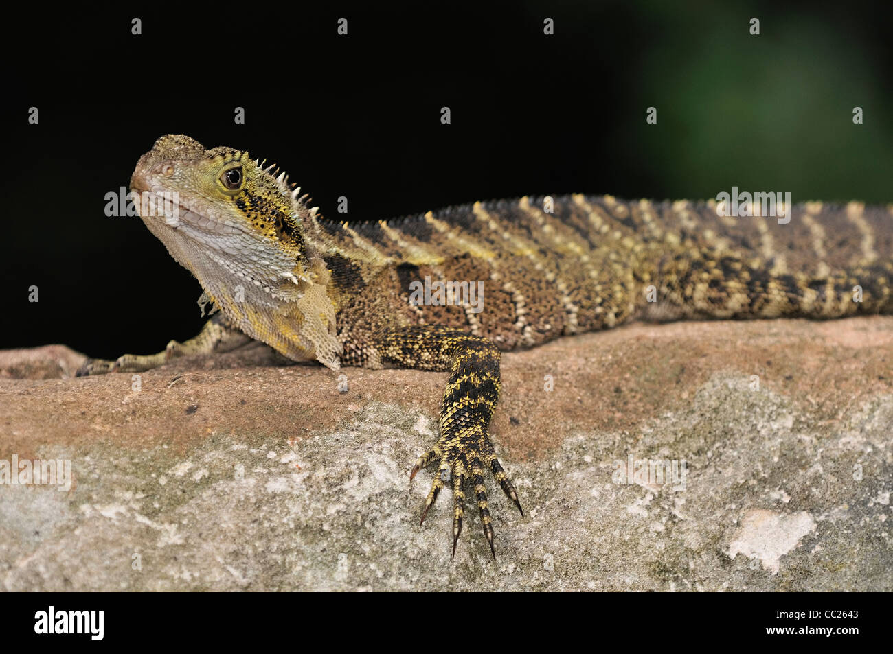 eastern water dragon,  lizard, Queensland, Australia Stock Photo