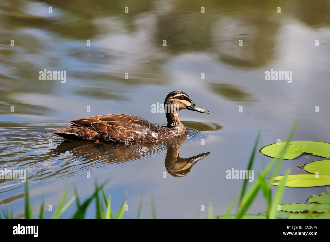 pacific black duck, Queensland, Australia Stock Photo Alamy