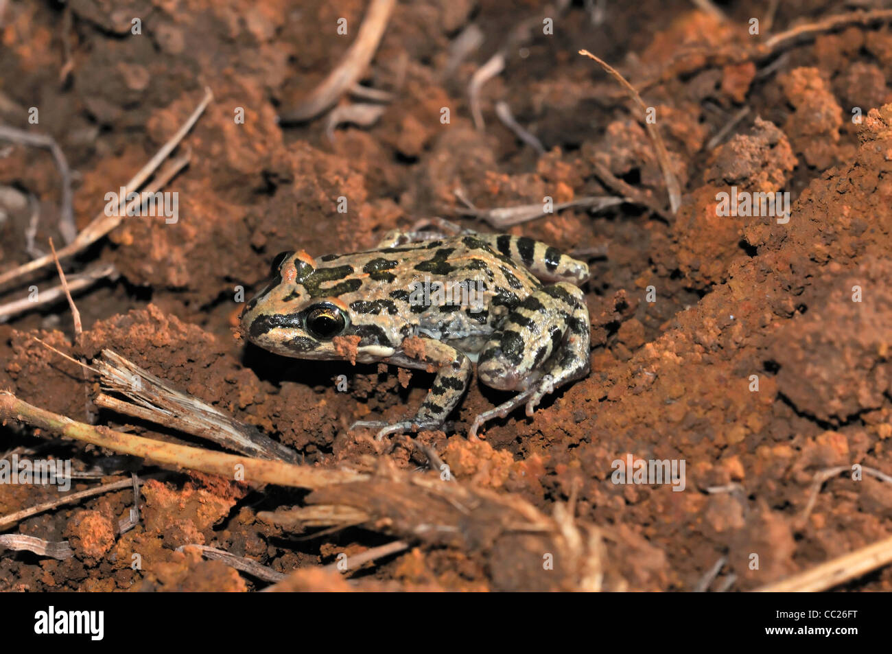 spotted grass frog - Limnodynastes tasmaniensis Stock Photo