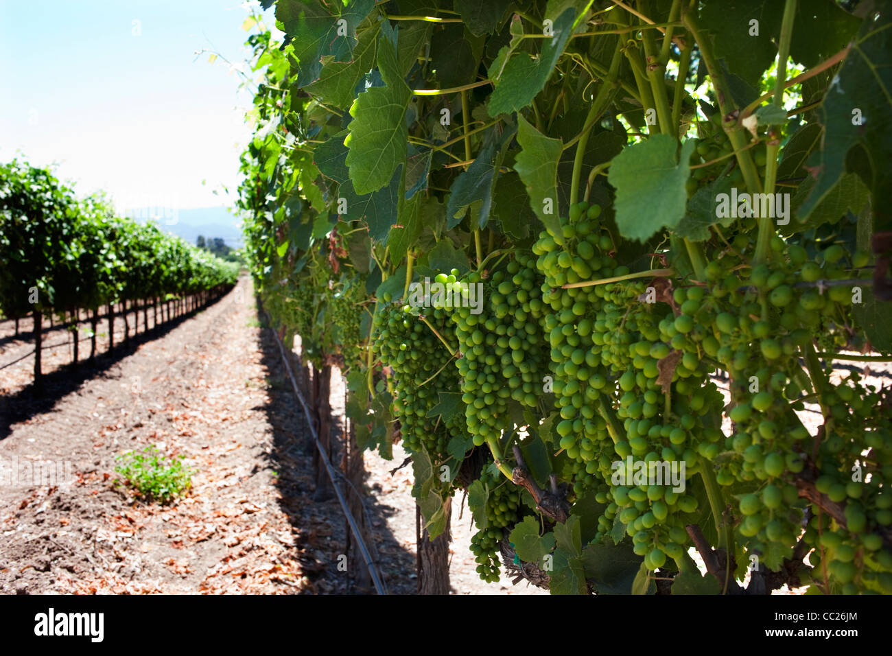 Sunstone Vineyards and Winery located 30 minutes north of Santa Barbara in the Santa Ynez Valley Stock Photo