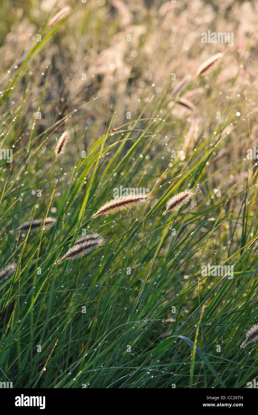 Queensland grasslands, Moranbah, Australia Stock Photo