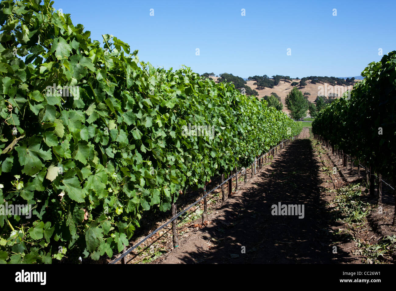 Vineyards and Winery located 30 minutes north of Santa Barbara in the Santa Ynez Valley Stock Photo