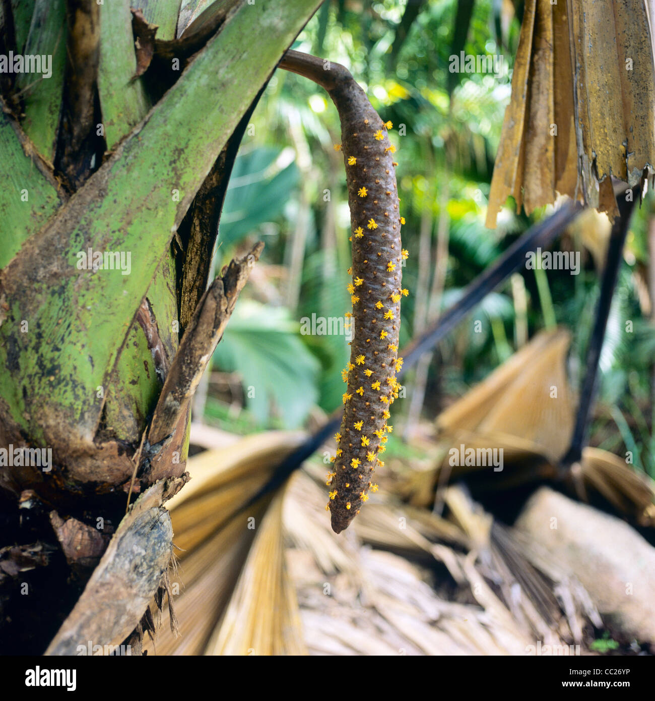 Male Coco de Mer catkin, Vallée de Mai, nature reserve park, Praslin island, Seychelles Stock