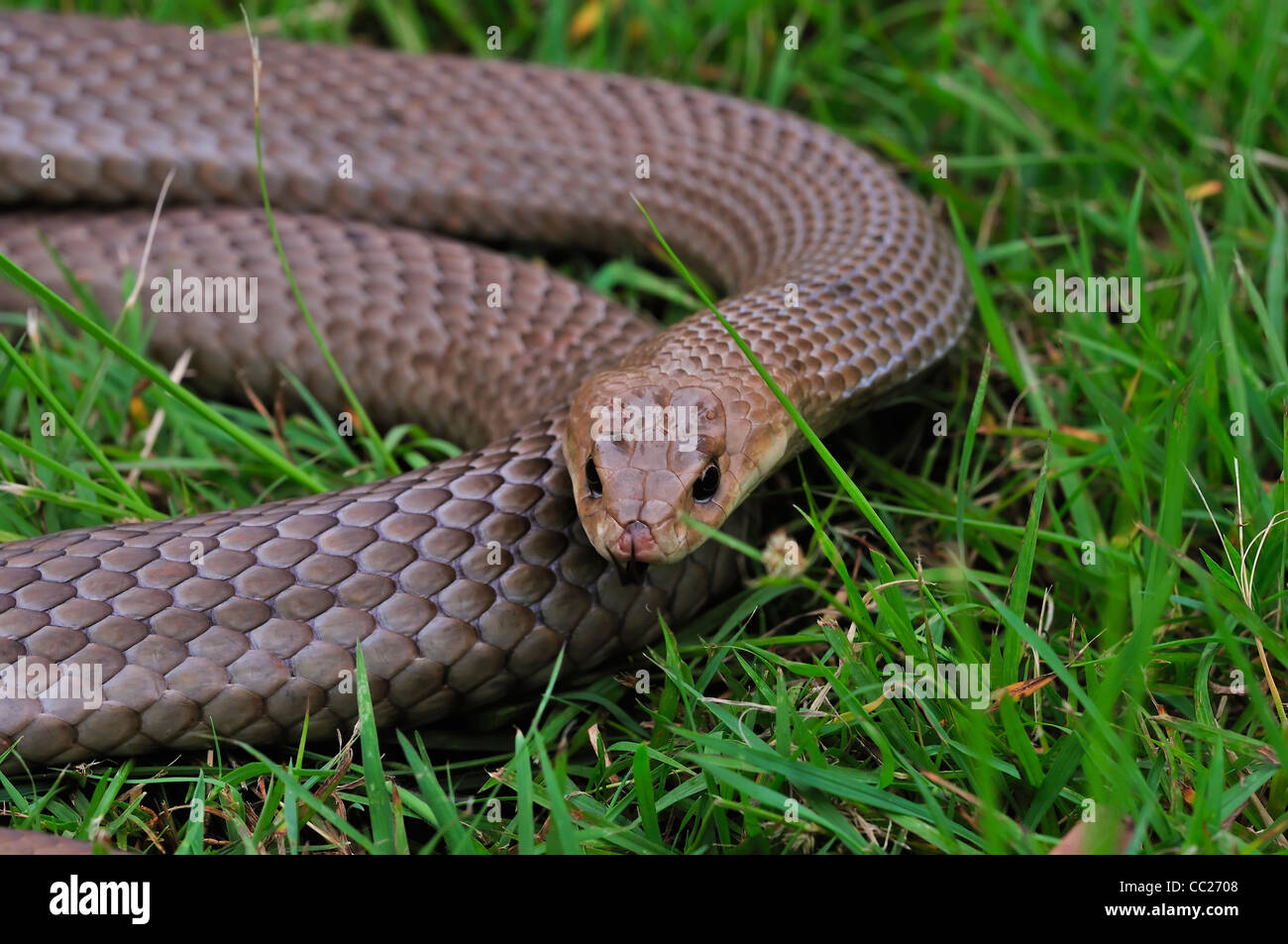 Eastern Brown Snake, Pseudonaja textilis, Queensland, Australia Stock Photo