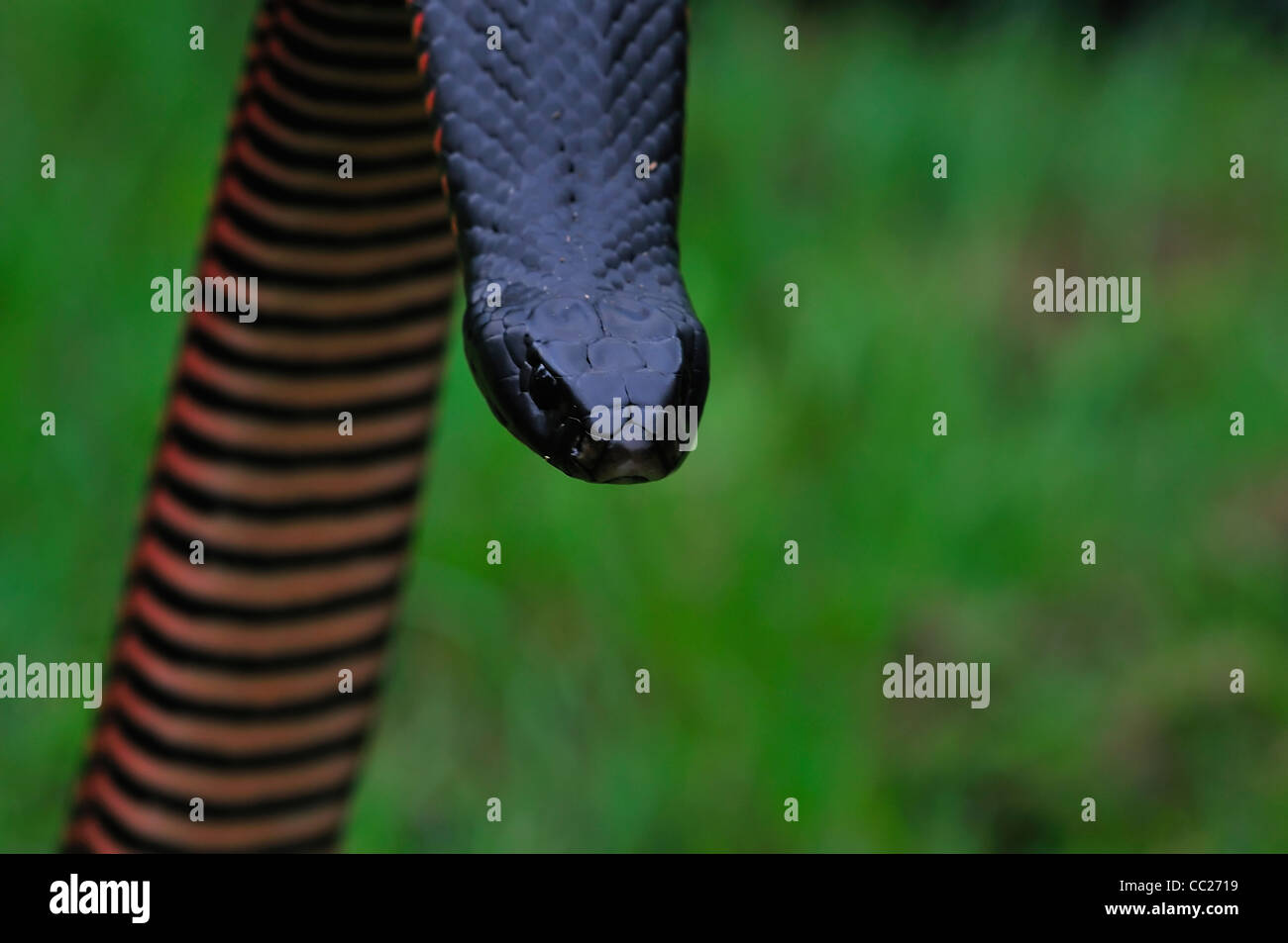 Red bellied black snake Pseudechis porphyriacus, Brisbane, Queensland