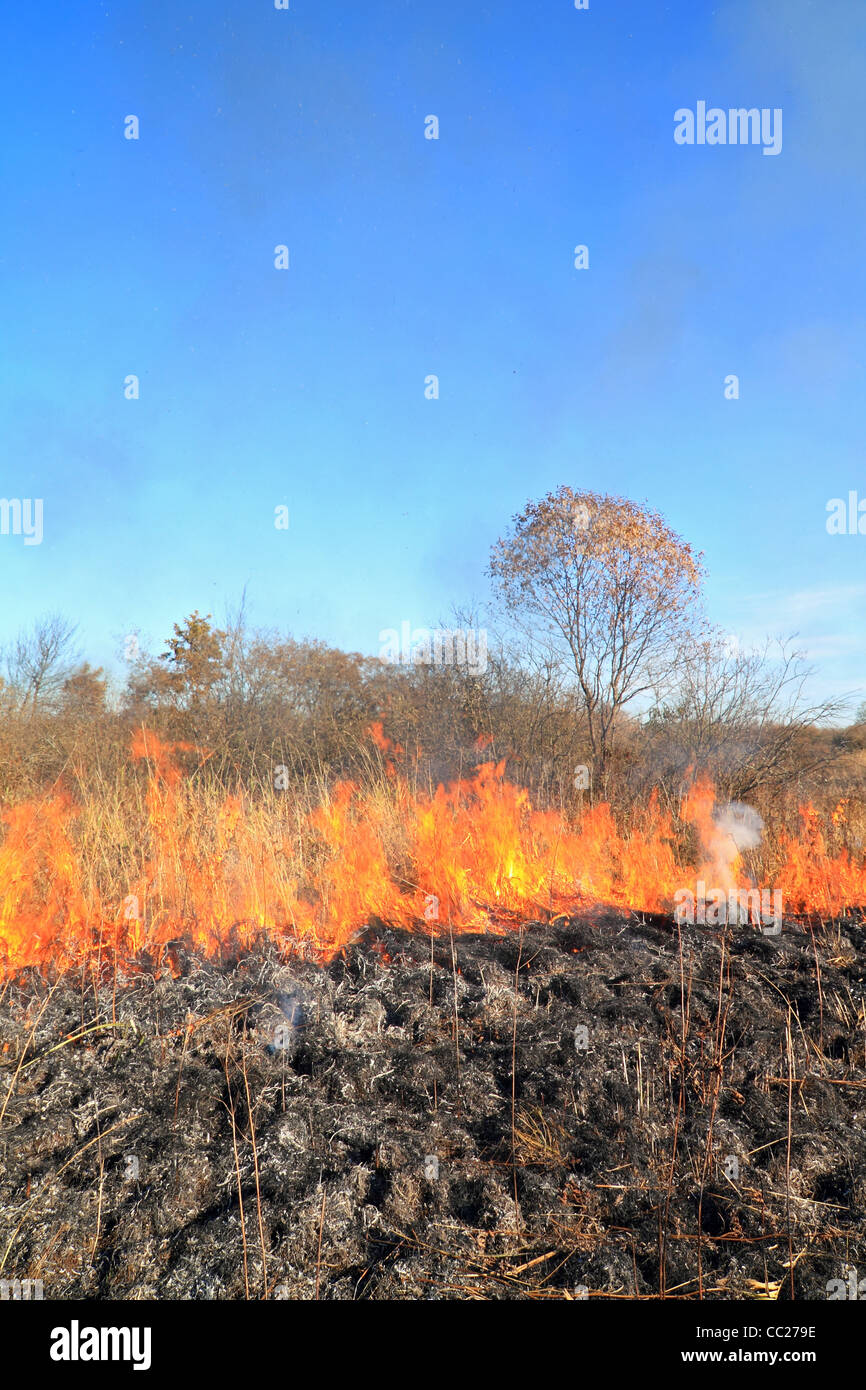 fire in dry herb Stock Photo Alamy