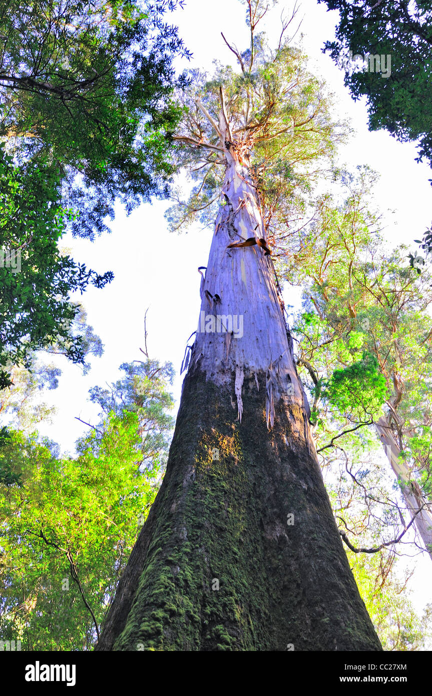 Mountain ash, giant ash or swamp gum, Eucalyptus regnans, worlds