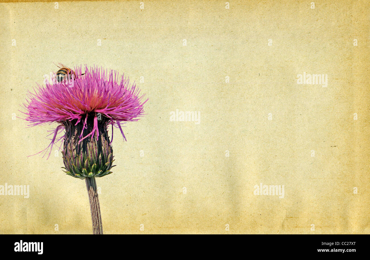 Bee parchment hi-res stock photography and images - Alamy