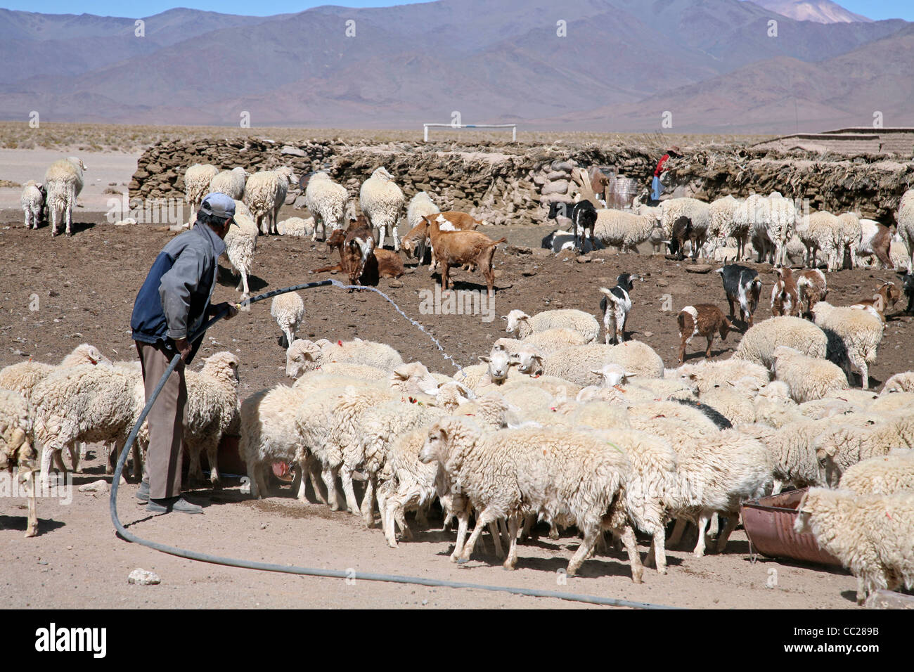 Argentina sheep hires stock photography and images Alamy