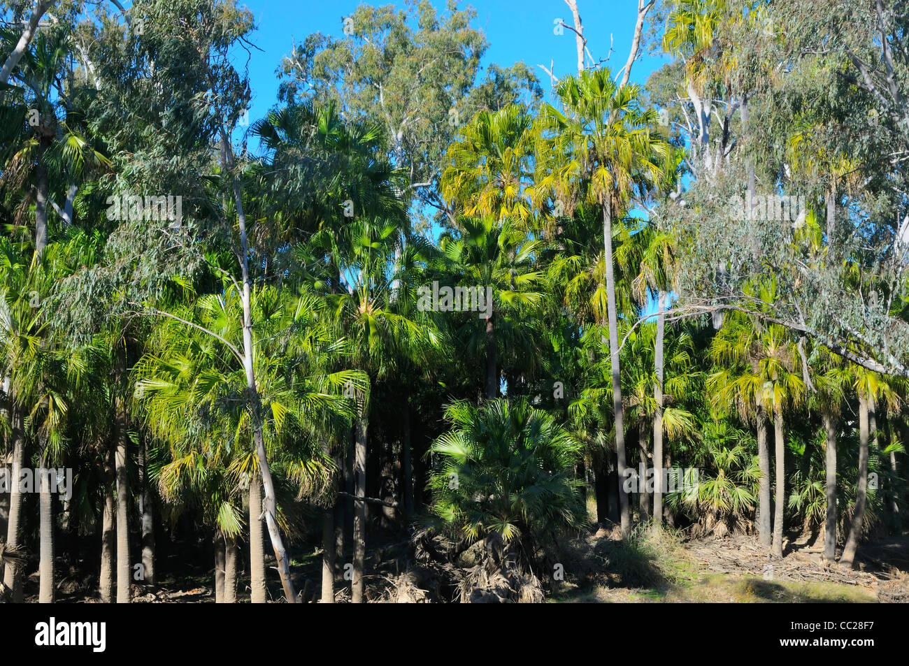 Carnarvon Palms - Livistona nitida Stock Photo