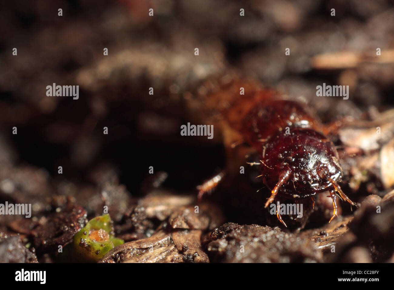 Ground Beetle Larvae Stock Photo