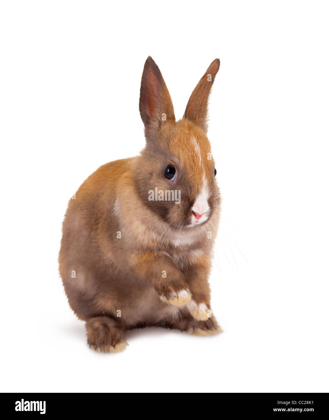 Easter bunny rabbit sitting on a white background Stock Photo - Alamy