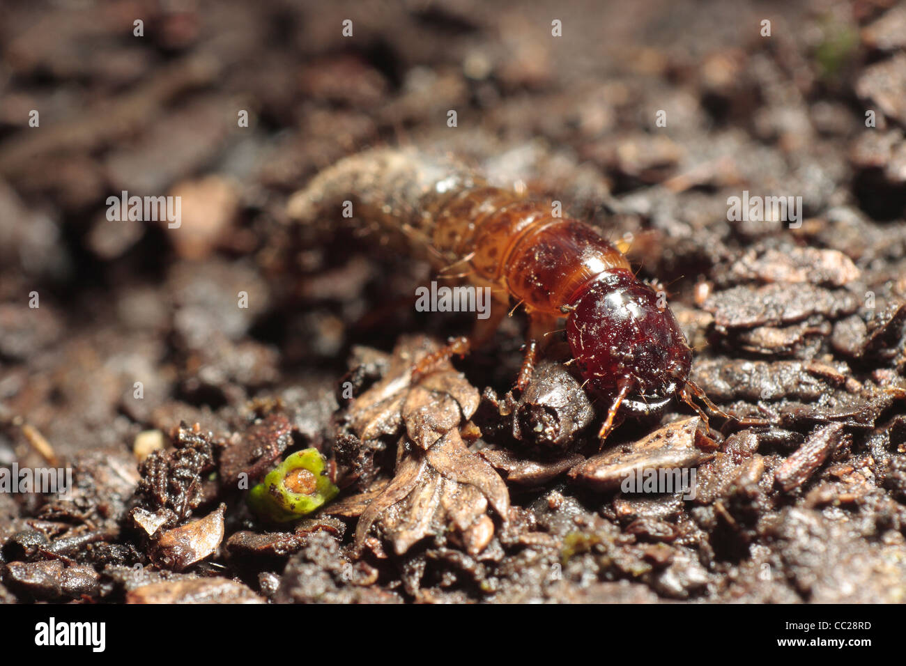 Ground Beetle Larvae Stock Photo