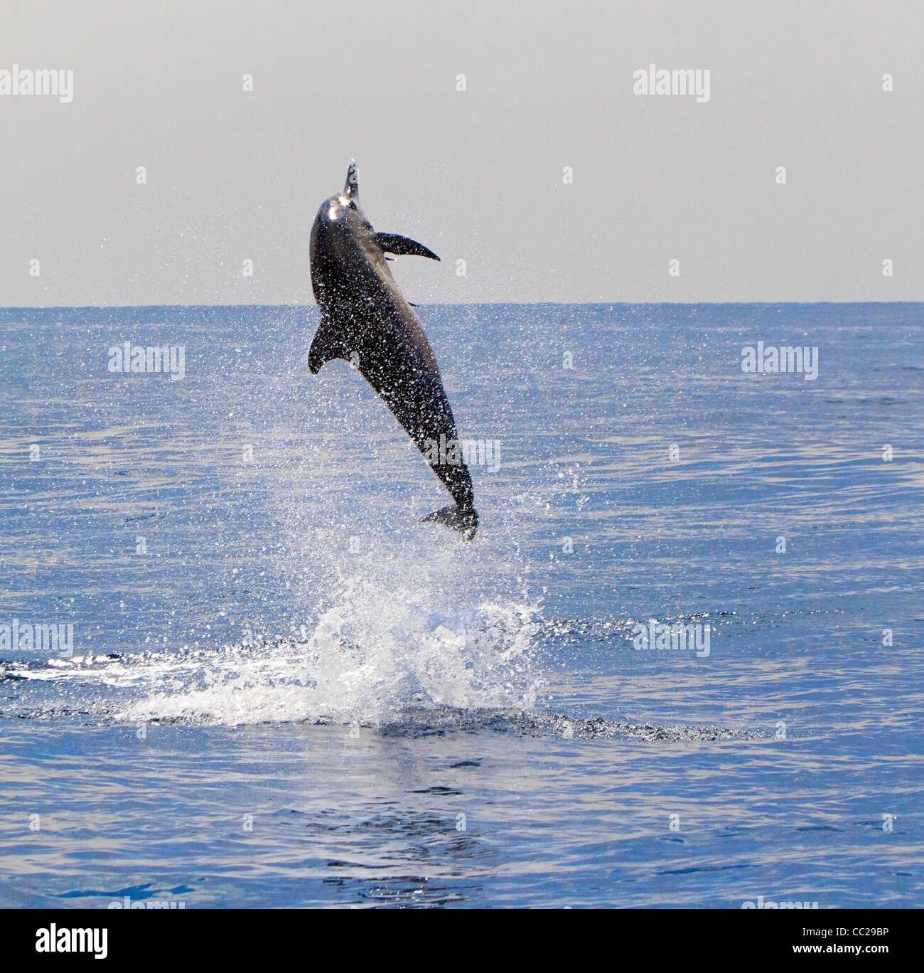 Spinner dolphin spins in Kailua Bay off Kona town, Big Island, Hawaii, USA. Stock Photo