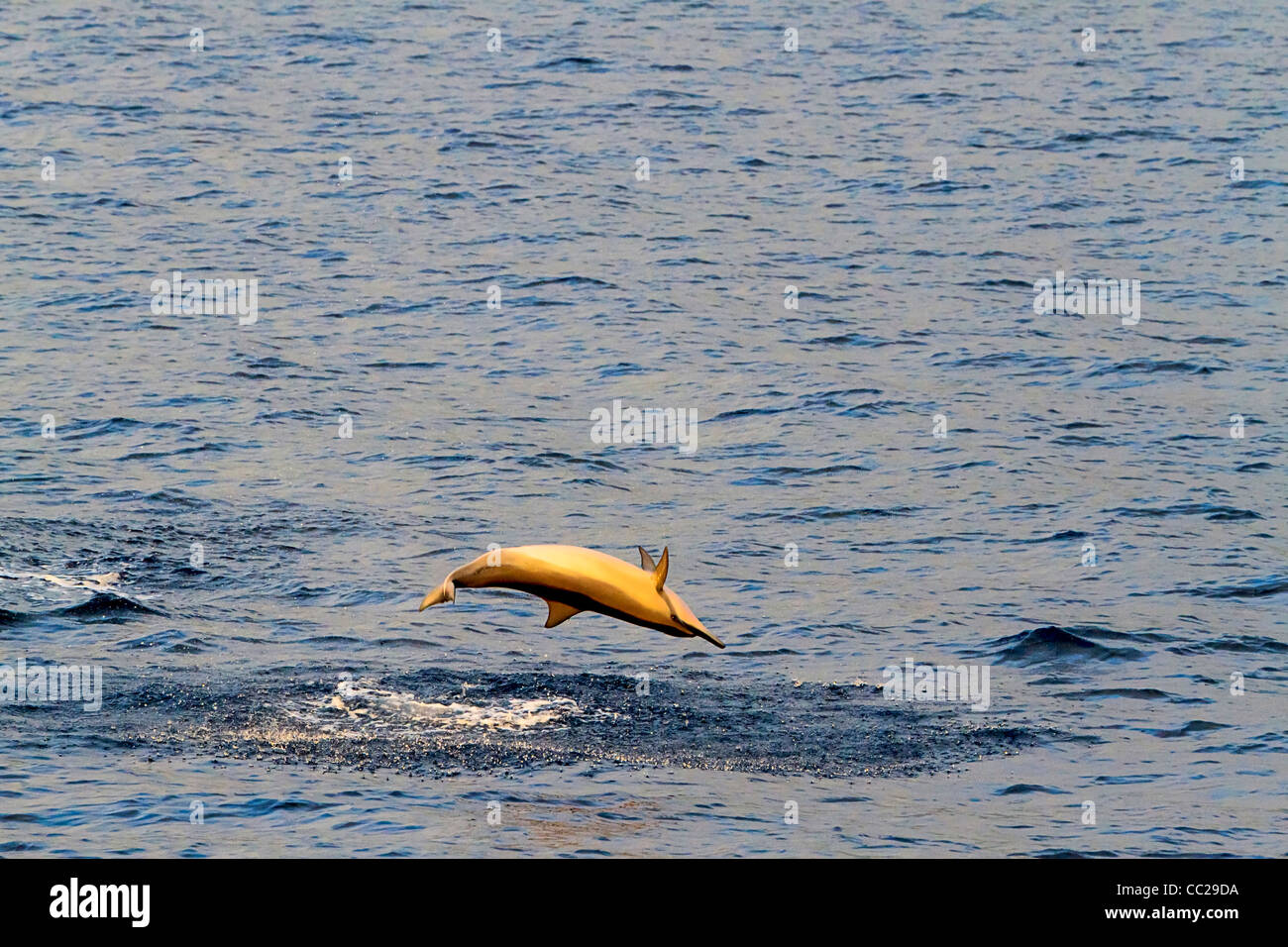 Spinner dolphin spins in Kailua Bay off Kona town, Big Island, Hawaii, USA. Stock Photo