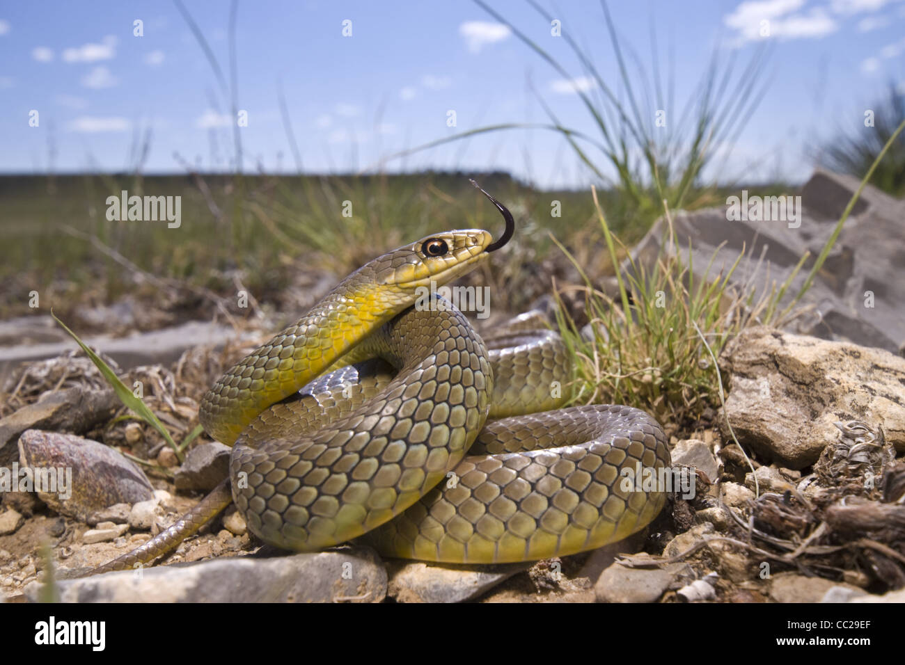 Eastern Yellow-bellied Racer, (Coluber constictor flaviventris), Kiowa National Grasslands, Harding county, New Mexico. Stock Photo