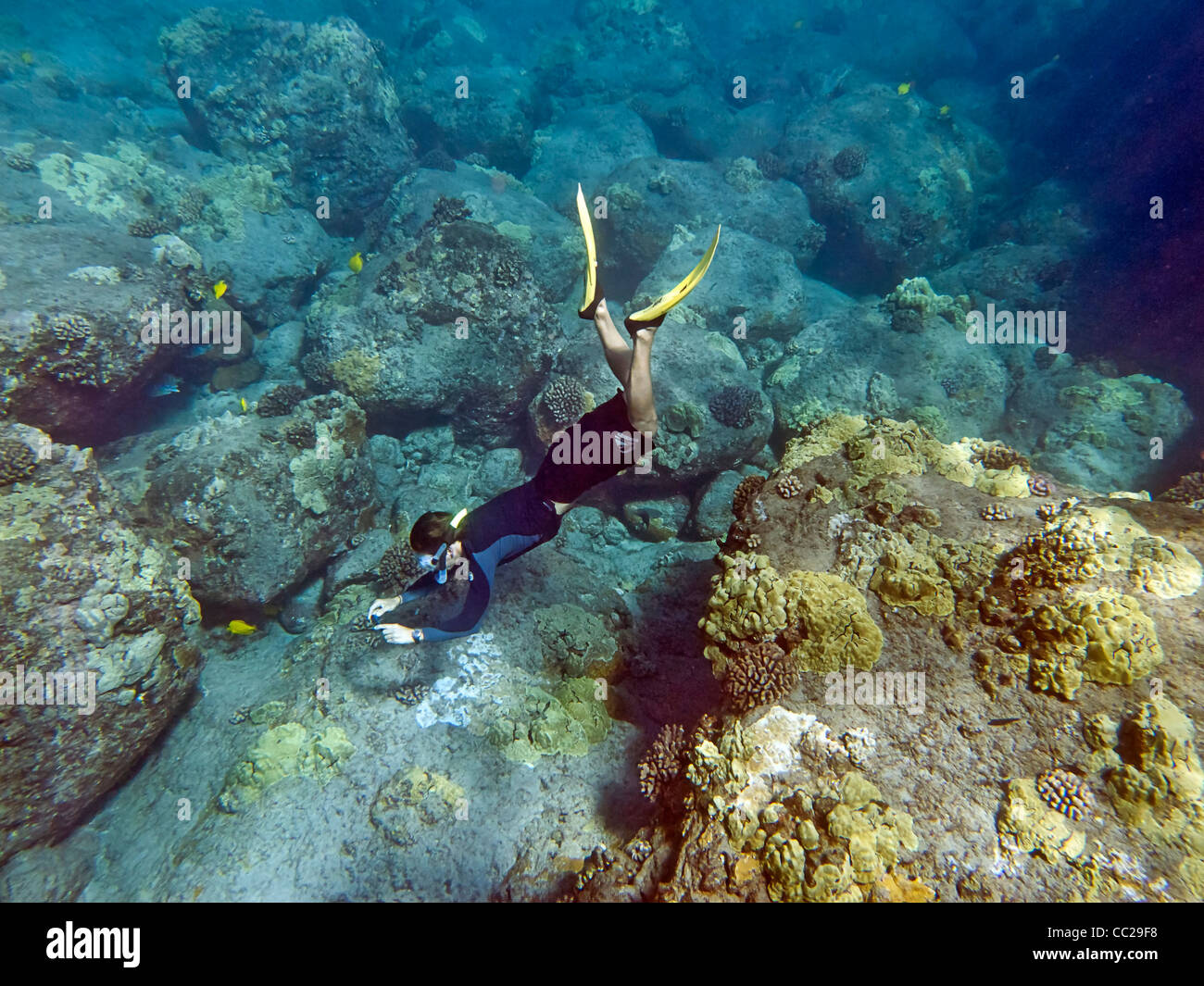 Snorkeling in waters of Lanai, Hawaii, USA. Stock Photo
