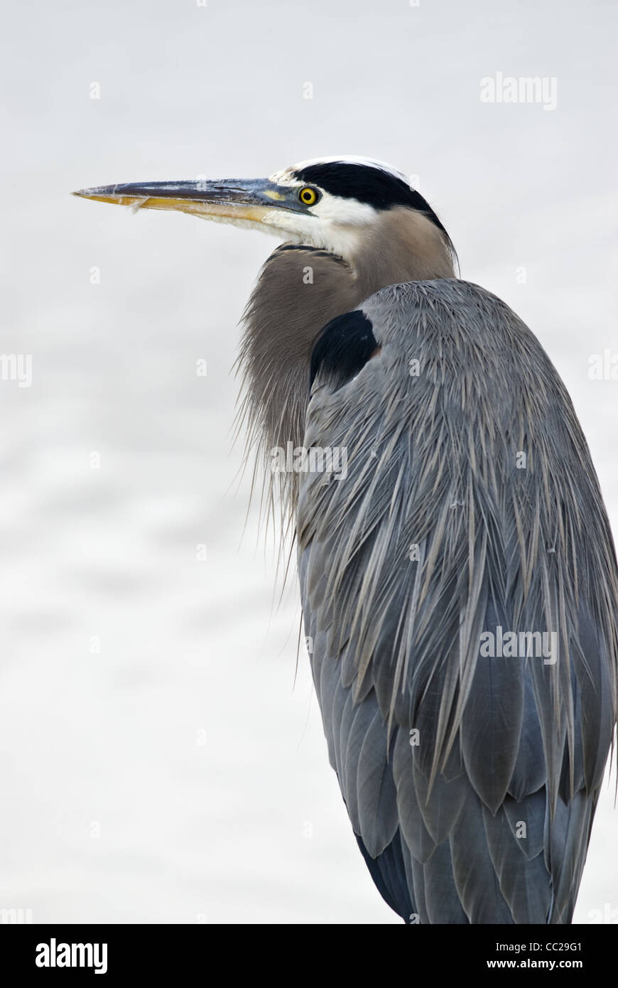 Great Blue Heron, Bosque del Apache National Wildlife Refuge, New Mexico. Stock Photo