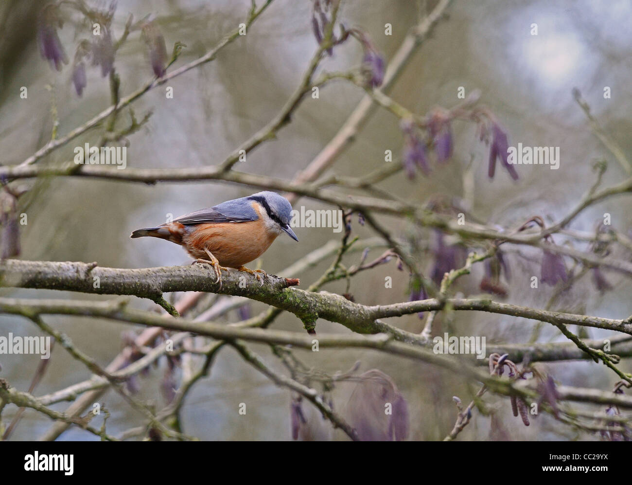 A Nuthatch, a small plump woodland bird sitting on branch. Stock Photo