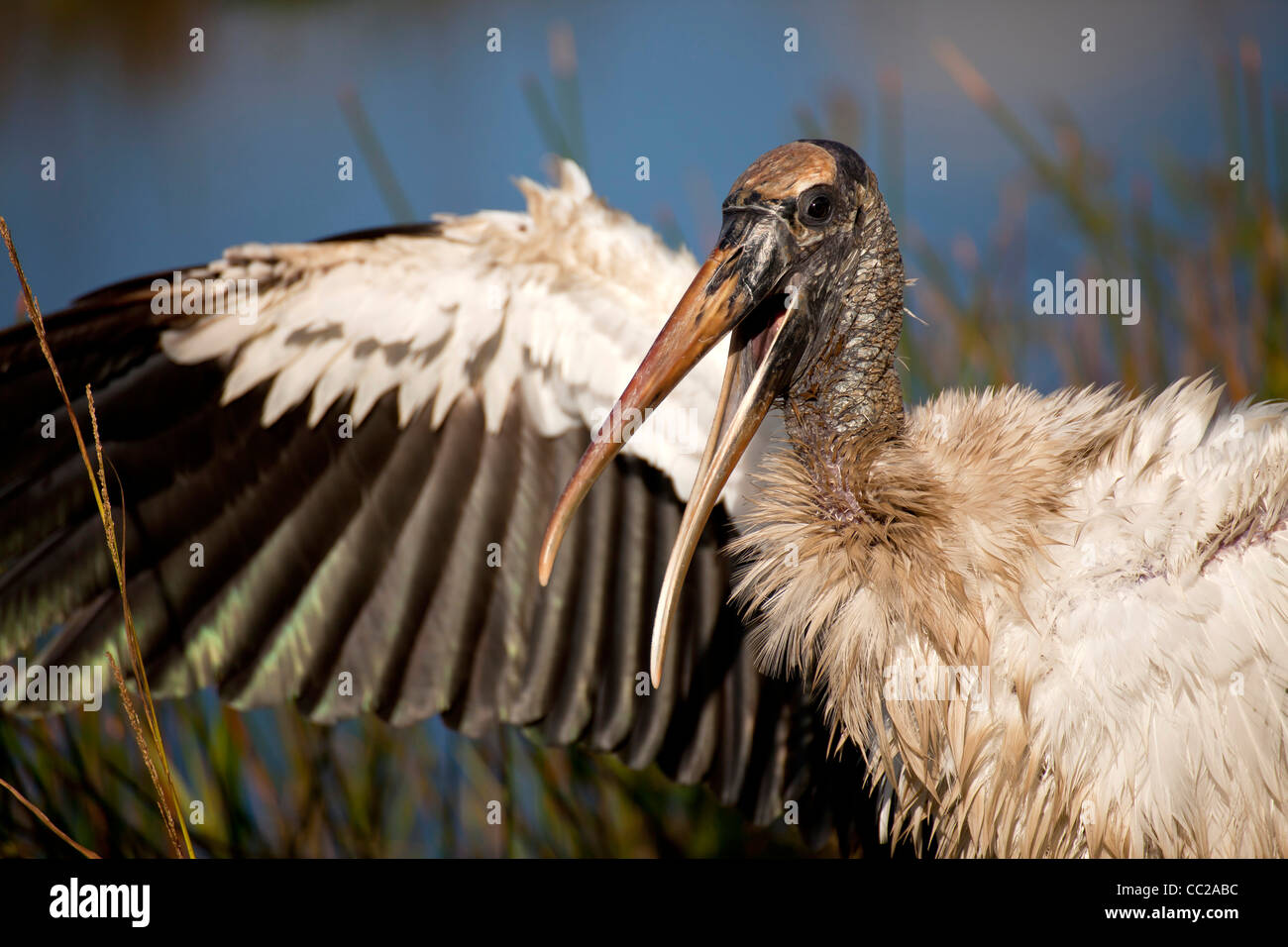 Wood Stork (Mycteria americana)  at Everglades National Park, Florida, USA Stock Photo
