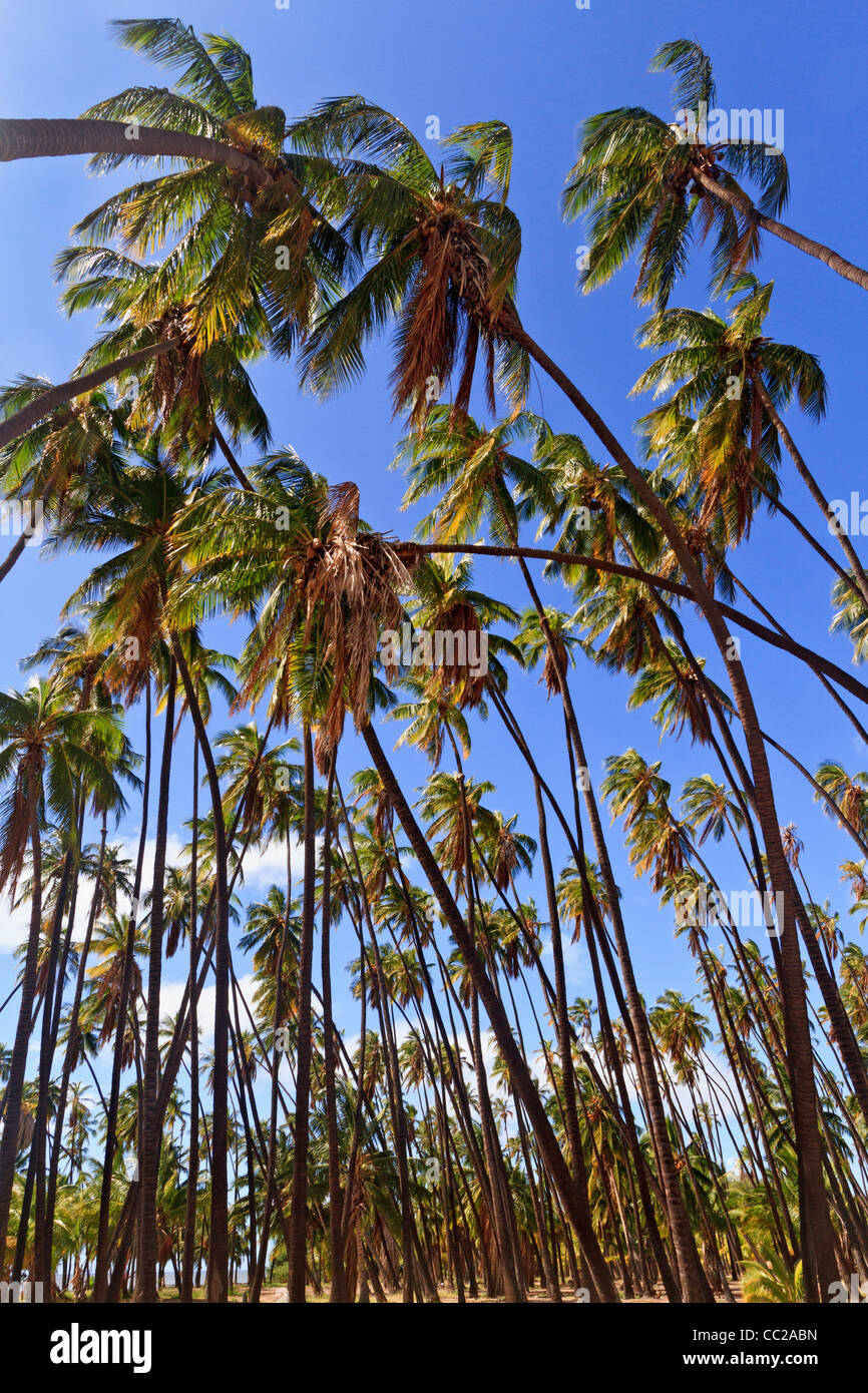 Coconut tree grove hires stock photography and images Alamy
