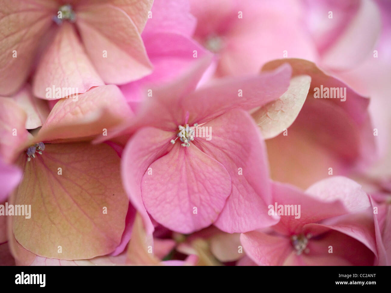 Close up photo of Pink Hortensia Stock Photo - Alamy