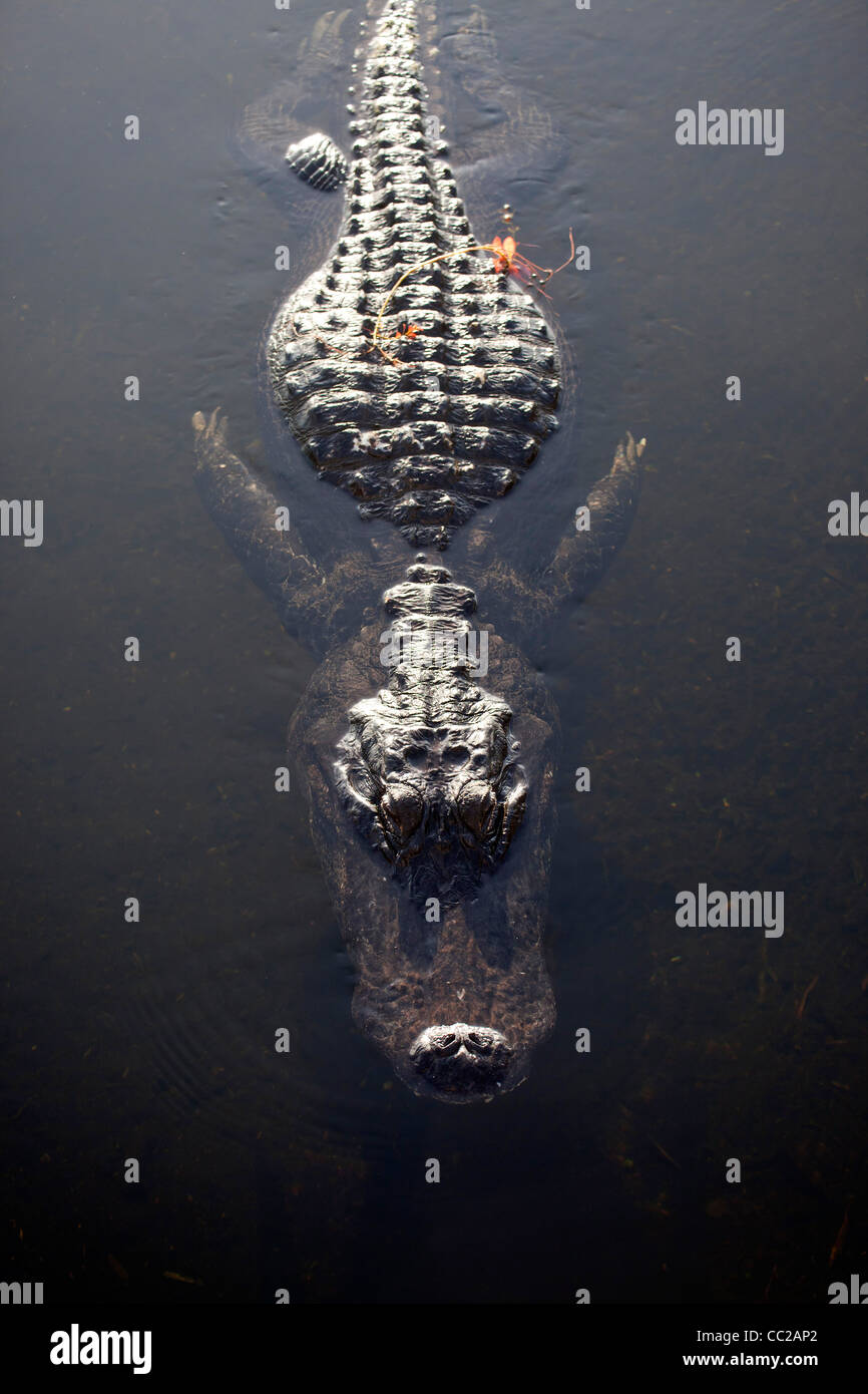Swimming American Alligator (Alligator mississippiensis) in the Everglades National Park in Florida, USA Stock Photo
