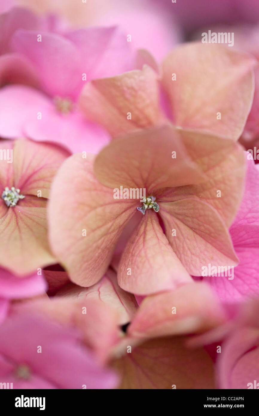 Close up photo of Pink Hortensia Stock Photo - Alamy