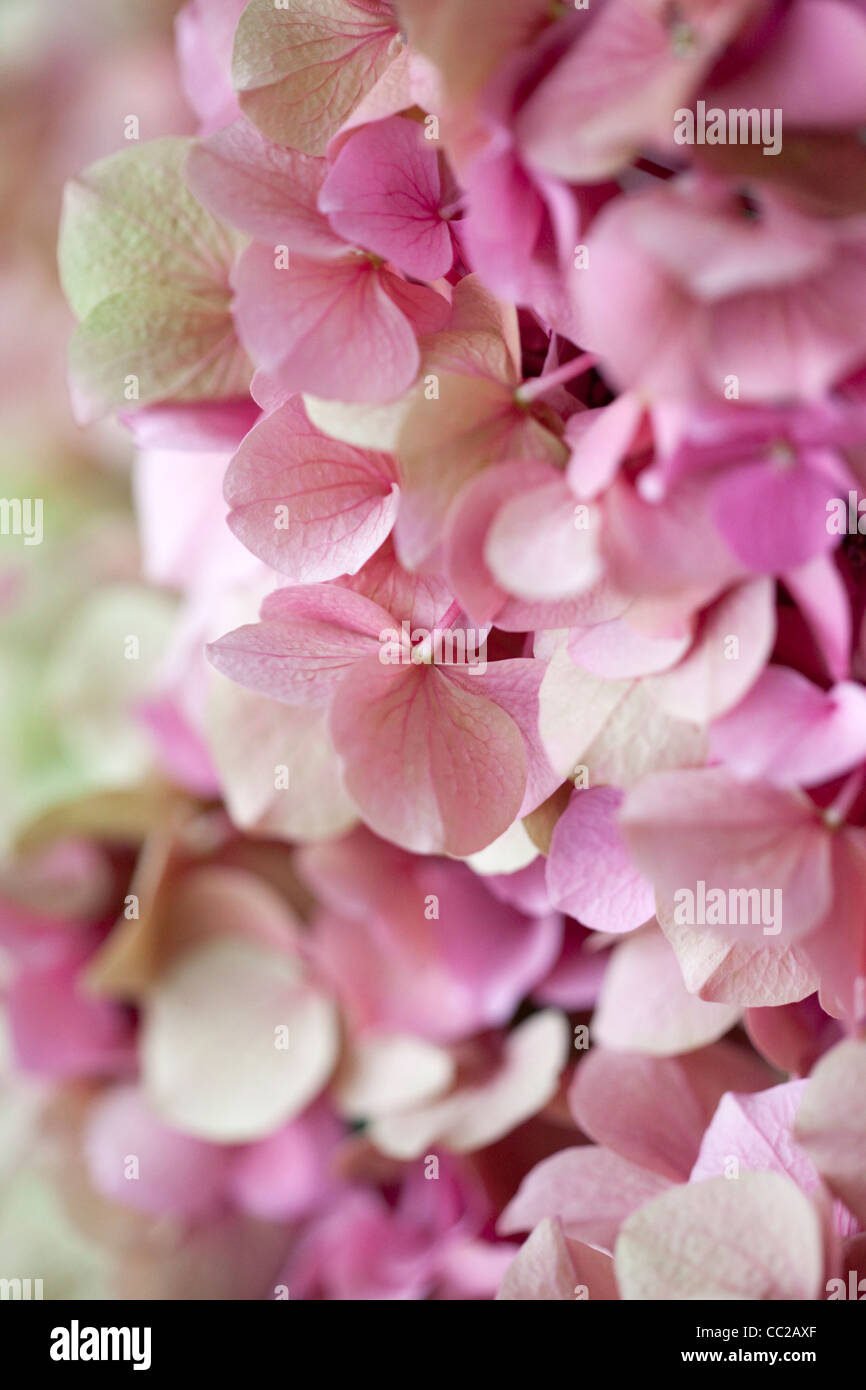 Close up photo of Pink Hortensia Stock Photo - Alamy