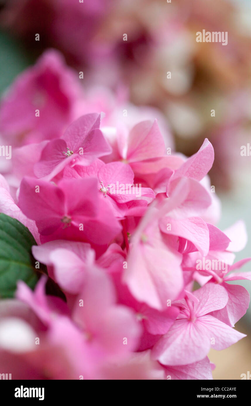 Close up photo of Pink Hortensia Stock Photo - Alamy
