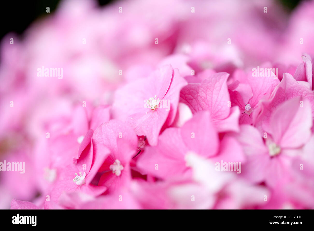 Close up photo of Pink Hortensia Stock Photo - Alamy