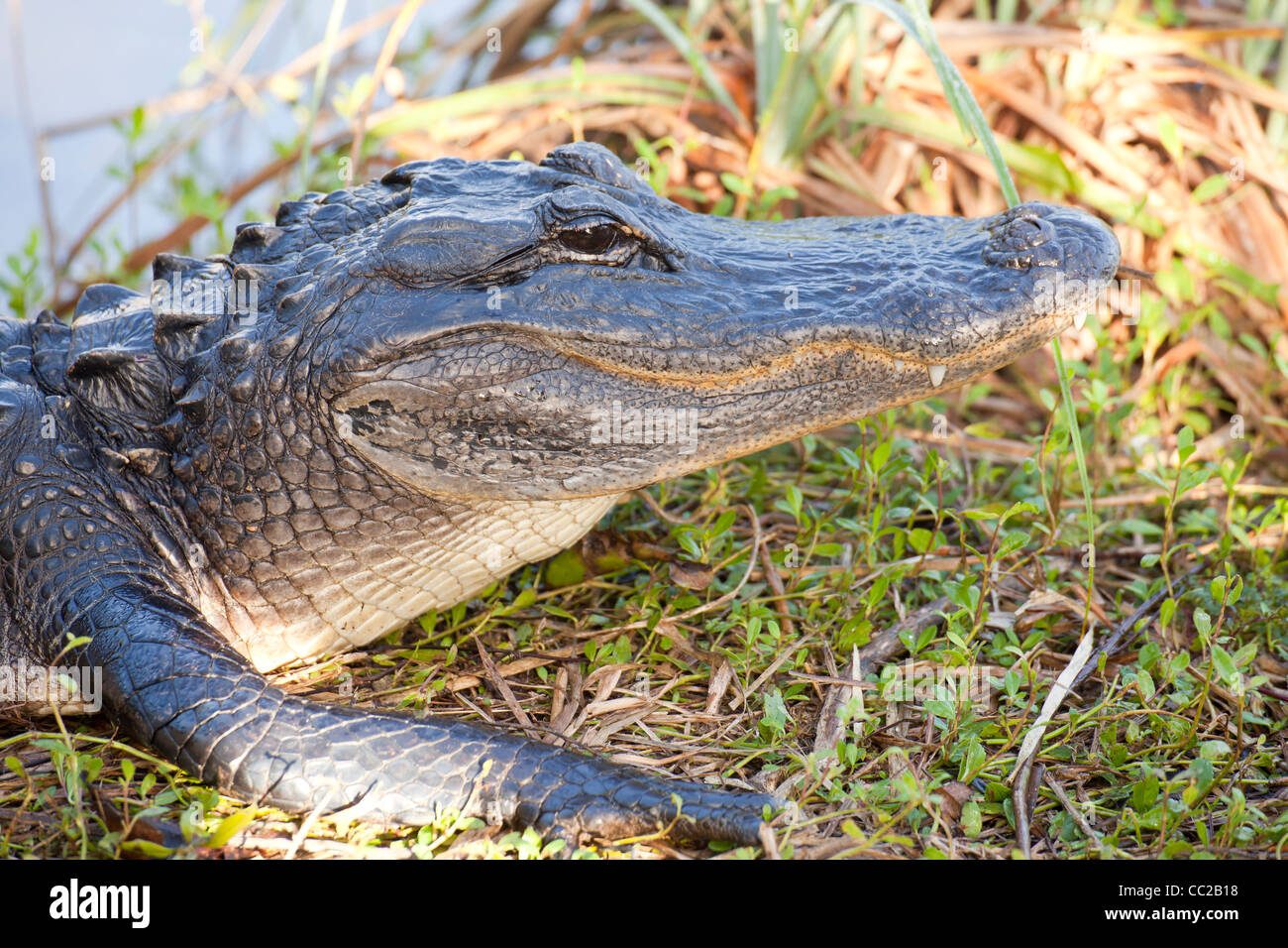 American alligator (Alligator mississippiensis), Everglades National Park, Florida, USA Stock Photo