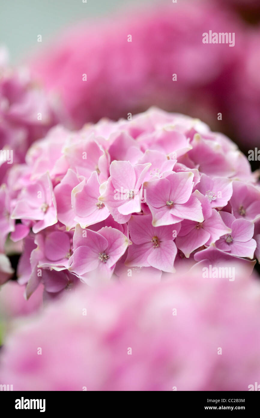 Close up photo of Pink Hortensia Stock Photo - Alamy