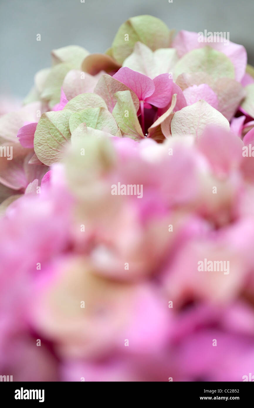 Close up photo of pink Pink Hortensia Stock Photo - Alamy