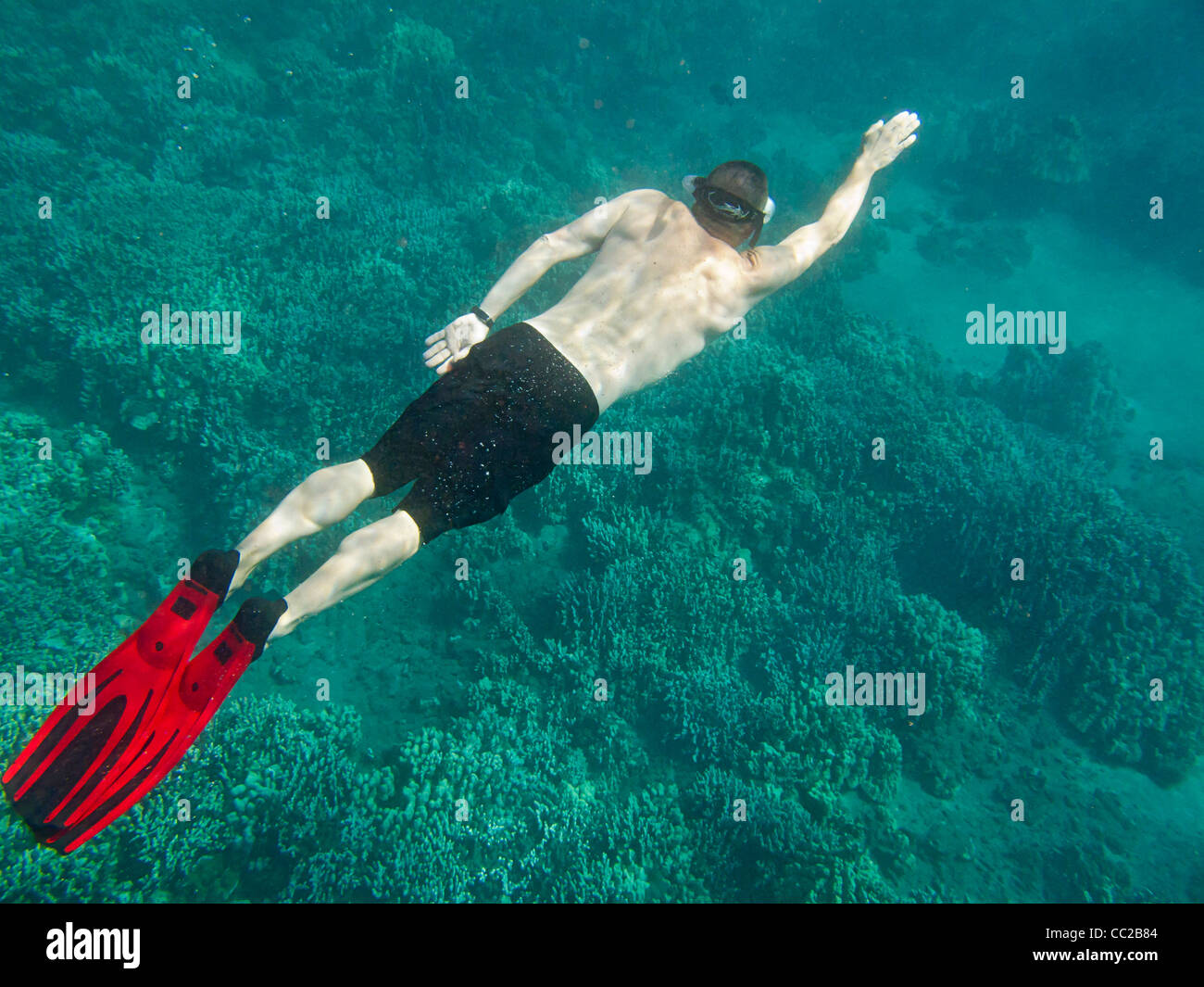 Man snorkeling in water off Maui, Hawaii, USA. Stock Photo