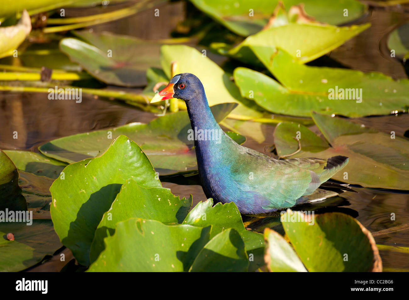 Purple Swamphen (Porphyrio porphyrio),  Everglades National Park, Florida, USA Stock Photo