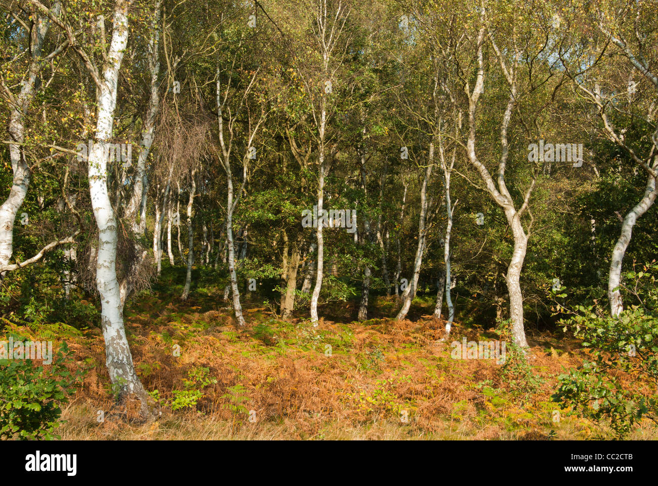 Sherwood Forest England High Resolution Stock Photography and Images Alamy
