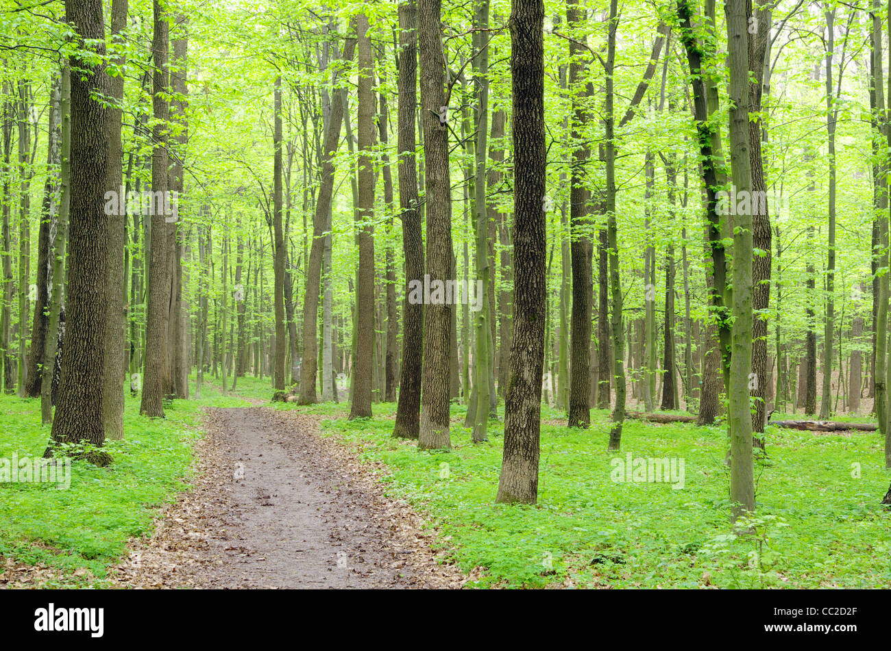 a path is in the green forest Stock Photo - Alamy