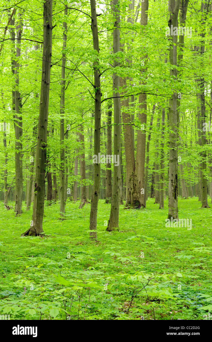a path is in the green forest Stock Photo - Alamy