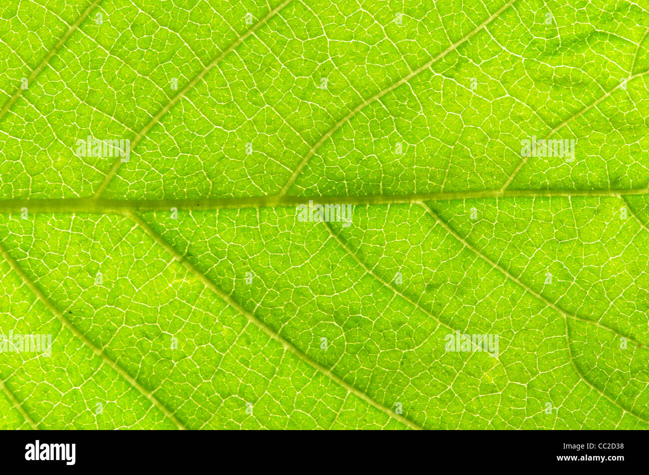 Structure of a leaf hi-res stock photography and images - Alamy